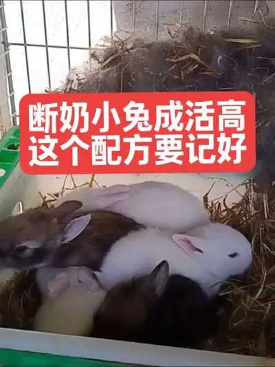 断奶小兔成活高，这个配方要记好 #兔子#养兔子#养殖#三农#养兔人