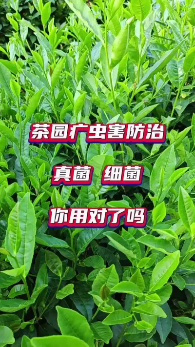 #茶树种植技术与管理 #打药真细菌你分清楚了吗#茶园管理出好茶