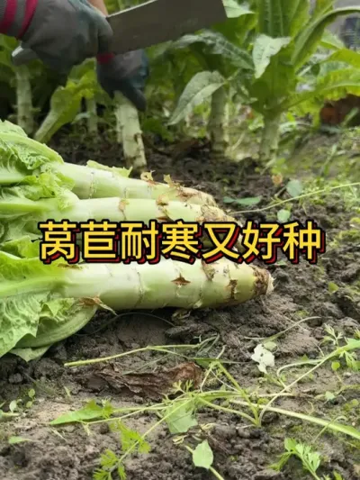 莴苣耐寒又好种 喜欢吃莴苣的赶快行动吧 #阳台种植  #我的小菜园 #学种菜 #种植小技巧 #莴笋