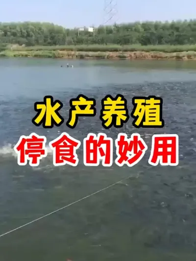 鱼塘养殖停食的好处 #水产养殖 #养鱼 #三农 #鱼虾蟹养殖 #高密度养殖