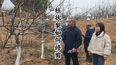 柱状形失败的梨树，如何改造，分几步改造！ #梨树管理 #梨树修剪 #果树修剪 #种果树的苏老师