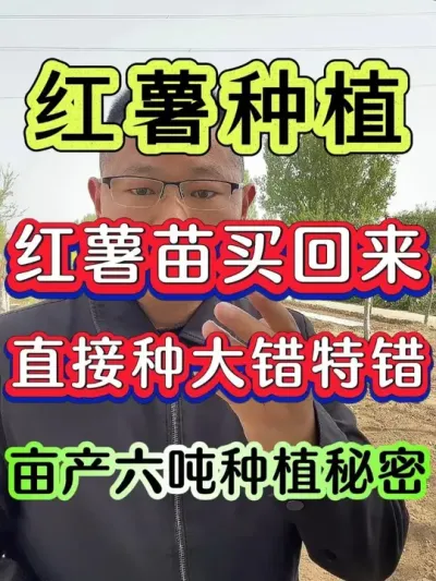 红薯苗买回家直接种就大错特错 #红薯种植 #红薯高产种植 #红薯种植技术 #红薯 #种红薯