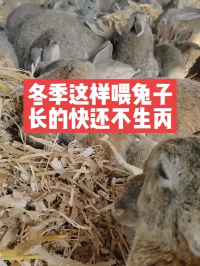 冬季这样喂兔子，长的快还不生丙 #三农#养殖#兔子#养兔子