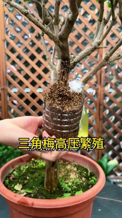 如果扦插成活率达不到百分百，你可以用我这一招繁殖#种植小技巧 #扦插 #三角梅