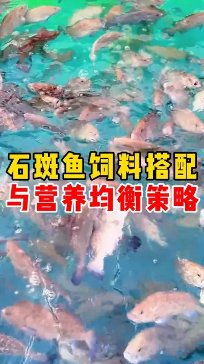 石斑鱼饲料搭配与营养均衡策略#石斑鱼 #养鱼 #水产养殖 #养鱼日记 #这下大家总该记住石斑鱼了吧 