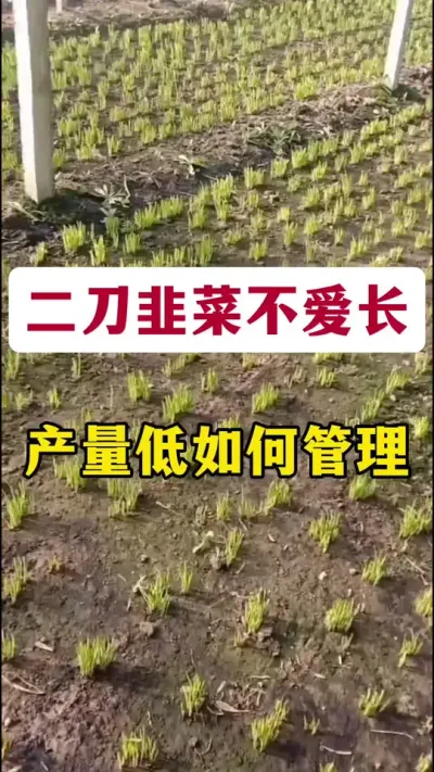 二刀韭菜不爱长，产量低如何解决。#韭菜种植 #二刀韭菜 #韭菜管理 #韭菜施什么肥根粗#韭菜种植管理