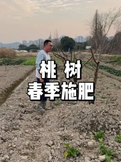 桃树春天怎么施肥，应该注意什么 #农业种植 #种菜 #种植 #三农