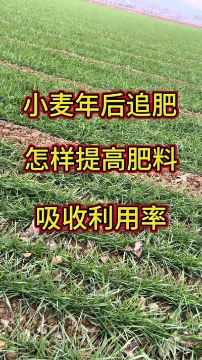 小麦年后追肥#小麦