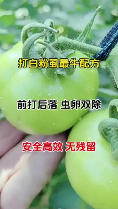白粉虱爆发，不用愁，教你一招轻松搞定#白粉虱 #病虫害防治 #番茄种植 #农业种植