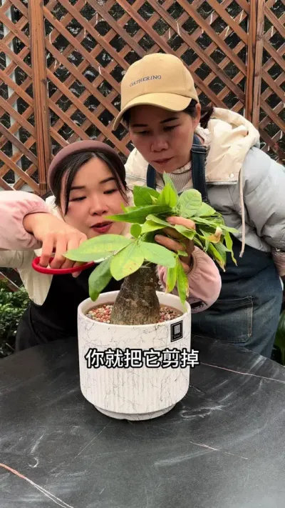 发财树正确的修剪方法#发财树#种植小技巧 #修剪