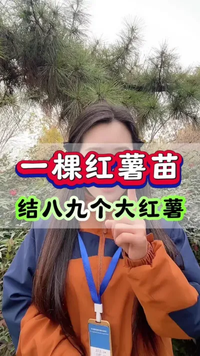 一棵红薯苗结八九个大红薯#红薯种植 #红薯高产种植 #红薯 #红薯大丰收 #红薯蘸根
