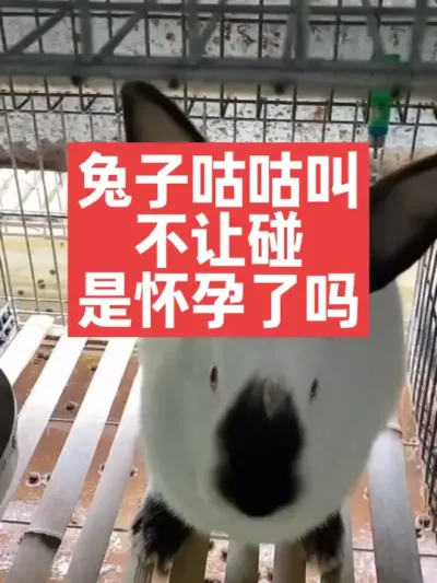 兔子咕咕叫，不让碰，是怀孕了吗？ 兔子#三农#养殖#养兔