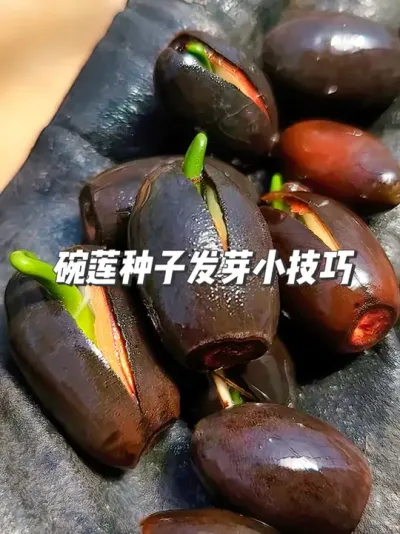 碗莲种植全攻略，从种子到花开，一步步教会您 #种植小技巧 #园艺小妙招 #碗莲种植 #碗莲种子 #村里的新年