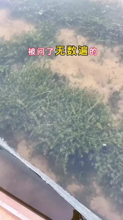被问了无数遍的让伊乐草趴着长。#螃蟹养殖 #河蟹养殖 #大闸蟹养殖 #鱼虾蟹养殖 #三农 @DOU+小助手