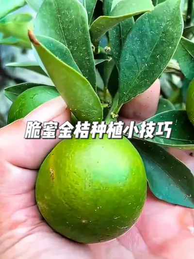 金桔爱好者必看，从播种到嫁接，全程详解助你成功 #种植小技巧 #种小金桔 #种植的乐趣 #脆密金桔 #种水果