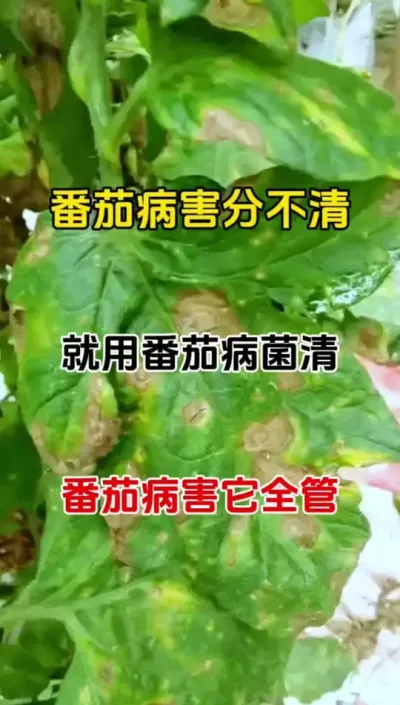 教你快速识别番茄病害及应对方案#番茄病害图谱 #番茄种植 #农业种植