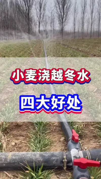 小麦浇越冬水的四大好处！#小麦种植  #小麦浇水 #小麦管理  #小麦浇冻水