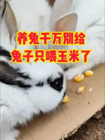 养兔千万别给兔子喂玉米了 #三农#养殖#兔子