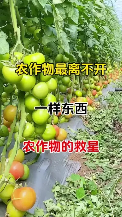 辣椒，茄子，豆角，番茄，草莓，果树等农作物，都不开它，用它兑水喷一喷，整季无病害#三农种植 #种植小技巧 #病害防治 #万能杀菌剂
