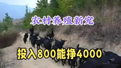 农村养殖新宠，800元1只，7个月后能卖4000元，不愁销路 #三农 #今日三农爆款 #三农养殖 #农村致富好项目 #乌骨羊