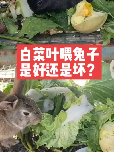 白菜叶喂兔子，是好还是坏 #兔子#三农#养殖