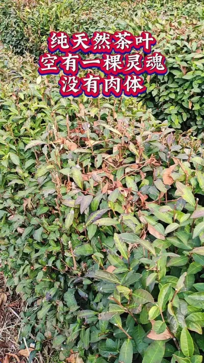 #纯天然茶叶的弊端#茶树种植管理技术 #茶园病虫害防治