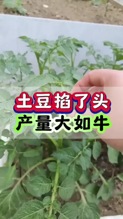 #土豆 掐了头产量大如牛#土豆种植 #马铃薯种植#洋芋种植 #土豆高产种植