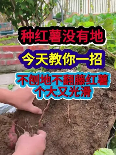 种红薯没有地今天教你一招不刨地不翻藤红薯个大又光滑 #红薯种植 #农业种植 #种植小技巧 #三农 #分享农业知识帮农民增产增收
