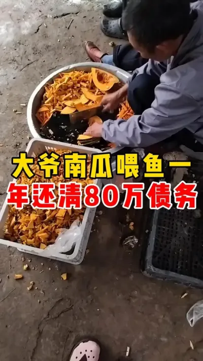 大爷南四喂鱼一年还清80万债务#水产养殖 #养鱼 #养鱼技巧#养育日记#养鱼养心 @抖加🔥上热门🔥dou+🔥热点宝  @DOU+小助手 