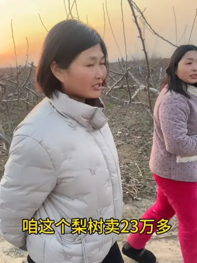 树形虽然前期没有管理好，整体效益还是可观，明年一起加油更好，也感谢几个大姐的热情挽留，饭就不吃了，回去还有三小时路程，#传播农业小知识 #果树管理技术 #分享农业知识帮农民增产增收