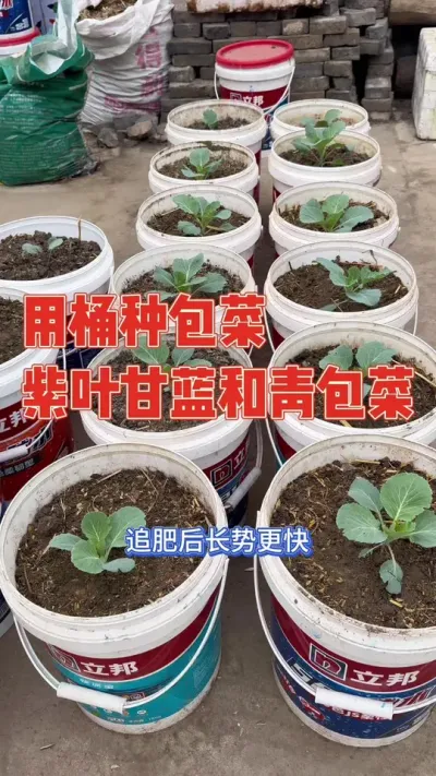 用废弃塑料桶种植紫叶甘蓝和青包菜，听信老板的忽悠12月才开始育苗，结果苗期长达三个多月，老公帮忙晒土装到桶里，用桶种植包菜，长势不错#包菜 #强迫症治愈系 #种植小技巧 #自己种的纯天然的绿色蔬菜 #