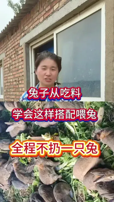幼兔从吃料吃草这样喂，远离兔丙兔瘟，全程不死一只兔#兔子 #养兔人 #肉兔养殖 #兔子养殖 #养兔