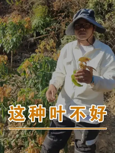 荔枝有这种叶色并不是说不好#广西灵山荔枝果苗#农业创业#抖音新农人计划2025#吕老师种果苗