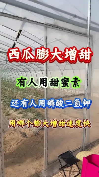 西瓜种植 西瓜膨大增甜诱人用甜蜜素还有人用磷酸二氢钾 #西瓜管理 #西瓜高产 #西瓜种植 #膨大增甜