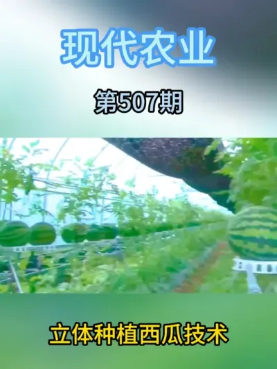 立体种植西瓜技术 #农业种植 #服务三农支持三农 #种植小技巧 #农业植保知识 #三农