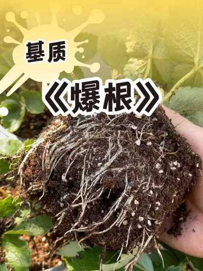 草莓配土 你们的草莓种下去长根了吗#吃草莓的仪式感 #土壤改良 #记录我的种植生活 #dou来一起种草莓 #草莓种植