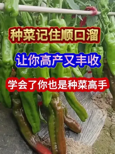 种菜记住顺口溜让你高产又丰收学会了你也是种菜高手 #农业种植 #种植小技巧 #蔬菜种植 #三农 #分享农业知识帮农民增产增收
