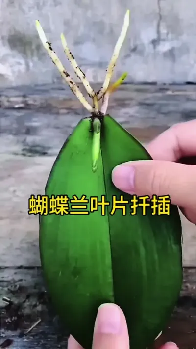 蝴蝶兰叶片繁殖的方法 #蝴蝶兰 #种植小技巧 #扦插