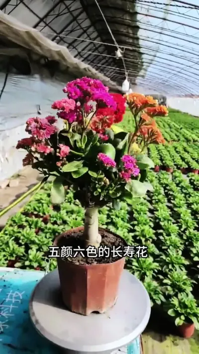 五颜六色的长寿花，不用花钱买 #长寿花#嫁接#种植小技巧