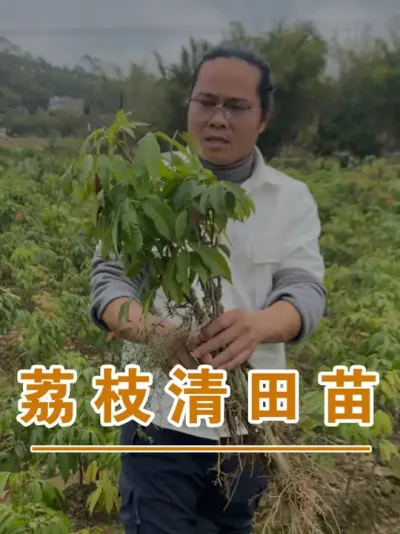 这些筛选剩的准备全清理再重培育#广西灵山荔枝果苗#农业创业#抖音新农人计划2025#吕老师种果苗