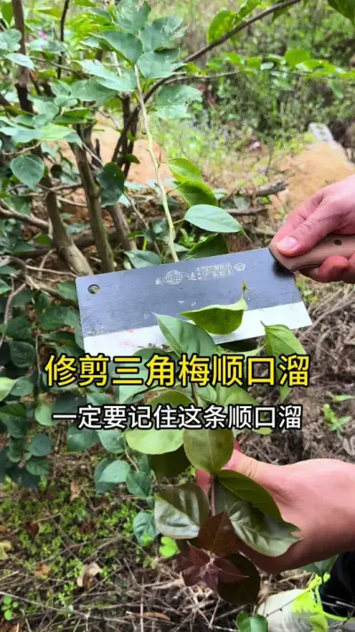 修剪三角梅一定要记住这条顺口溜#三角梅 #种植小技巧 #修剪