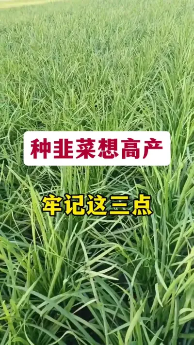 种韭菜想高产，牢记这三点。#韭菜高产 #韭菜种植 #韭菜管理 #韭菜施肥 #韭菜施什么肥根粗