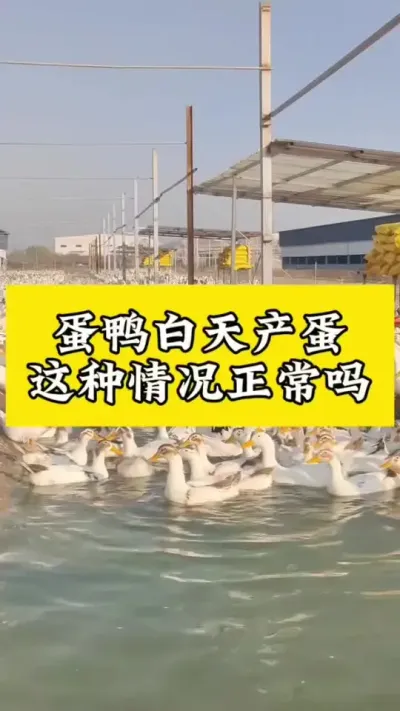 蛋鸭白天产蛋，这种情况正常吗#肉鸭养殖 #禽病技术指导 #养殖技术交流 #养鸭人 #疾病预防