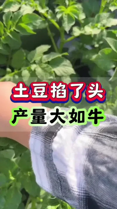 土豆掐了头产量大如牛#土豆高产种植 #洋芋种植 #马铃薯种植 #土豆种植技术#三农种植