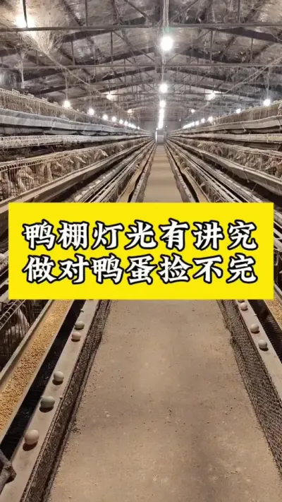 鸭棚灯光有讲究，做对鸭蛋捡不完#肉鸭养殖 #养鸭人 #养殖技术交流 #养鸭 #番鸭