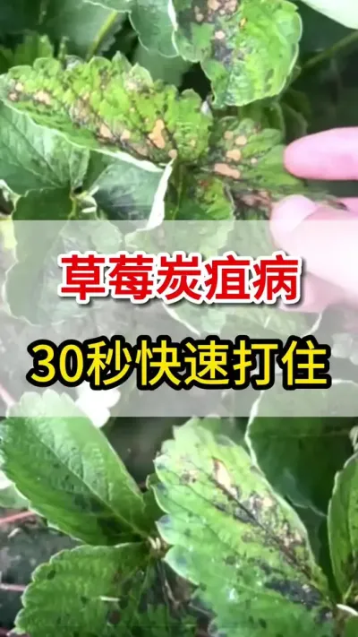 炭疽病大爆发，教你一个方法搞定它#三农 #农业种植