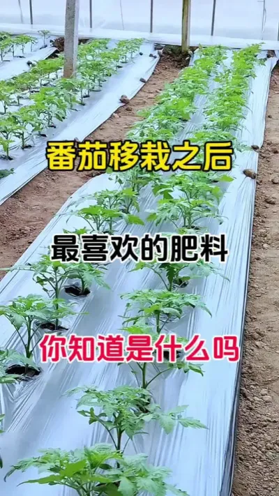 番茄移栽以后最喜欢的肥料。你知道是什么吗#番茄种植 #农业种植 #番茄病害防治