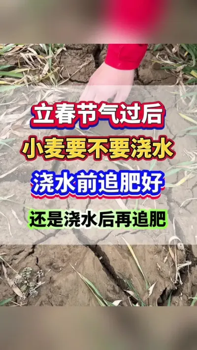 立春节气过后，小麦要不要浇水？浇水前追肥好，还是浇水后再追肥？ #小麦种植 #小麦高产 #小麦追肥 #小麦浇水