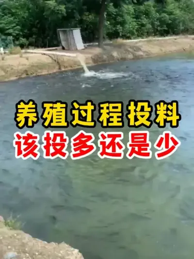 鱼友们，养殖过程投料多少合适呢 #水产养殖 #养殖 #农村 #小妙招 #热点