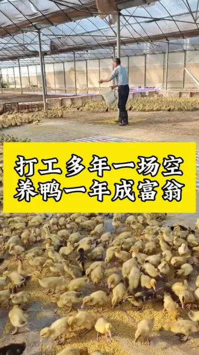 打工多年一场空，养鸭一年成富翁#养鸭人 #肉鸭养殖 #养鸭专业户 #养鸭流程 #养鸭小妙招